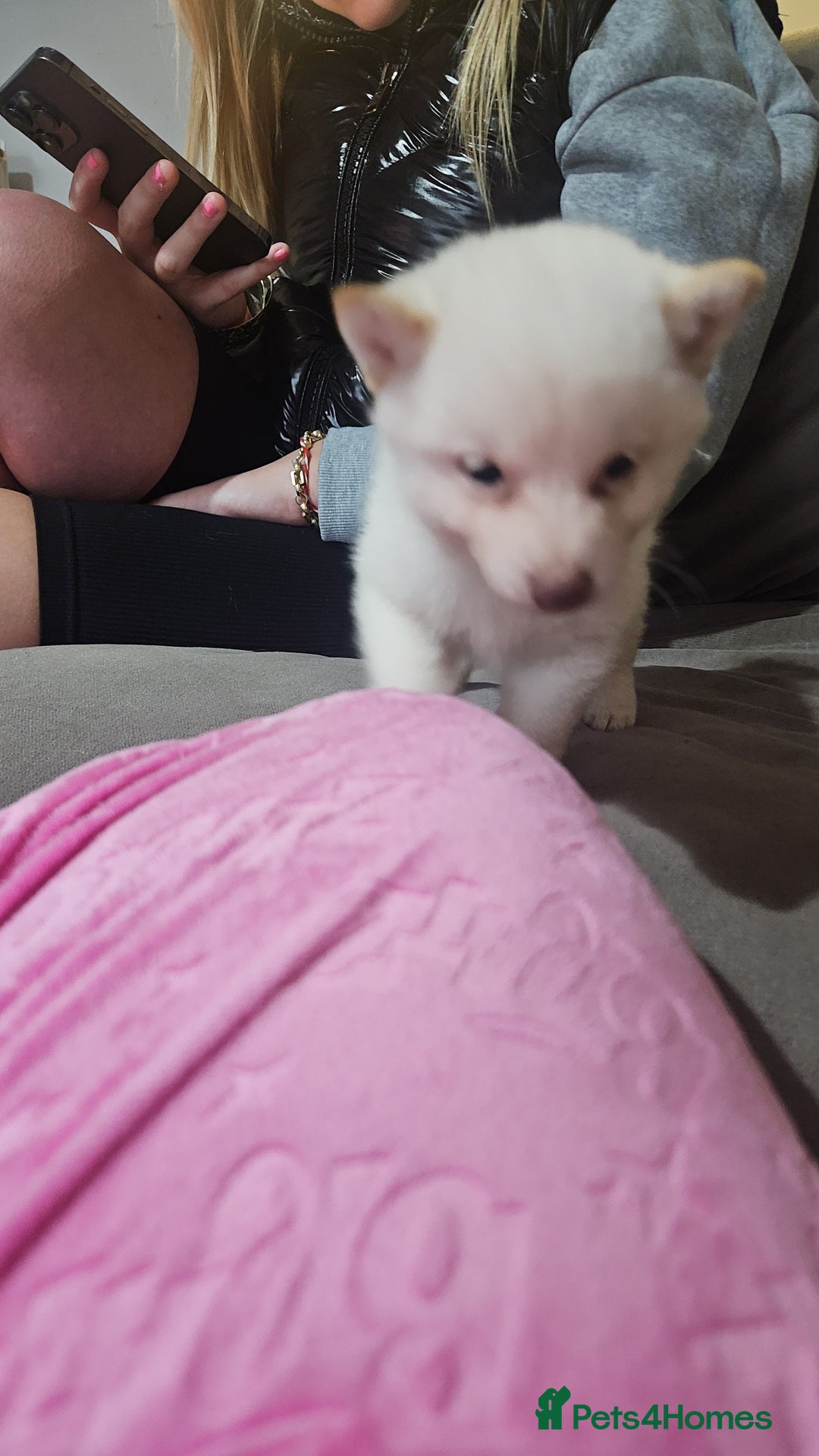 Japanese Shiba Inu dogs for sale: Japanese shiba Inu Puppy  - Advert 8