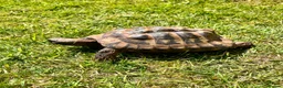 Tortoise reptiles for sale: Hermanns Tortoise - 18yr Old Male - Advert 4