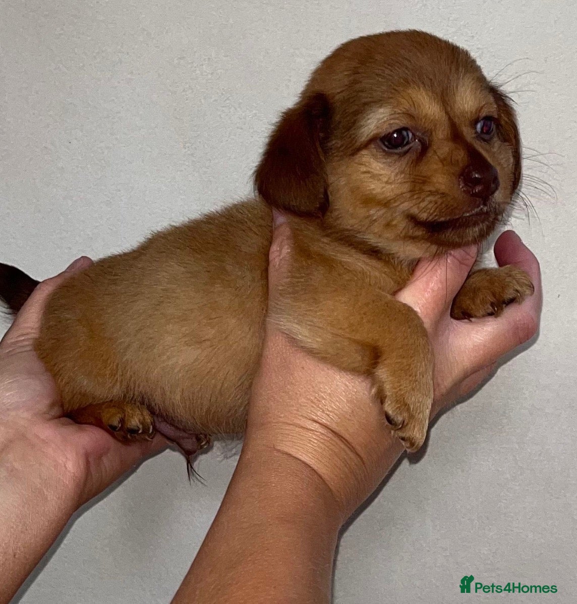 Dachshund dogs for sale: Dachshund ready to go  - Advert 4