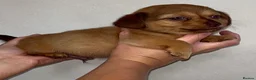 Dachshund dogs for sale: Dachshund ready to go  - Advert 2
