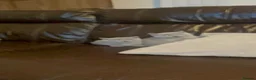 British Shorthair cats for sale: Beautiful British Shorthaired kittens - Advert 9