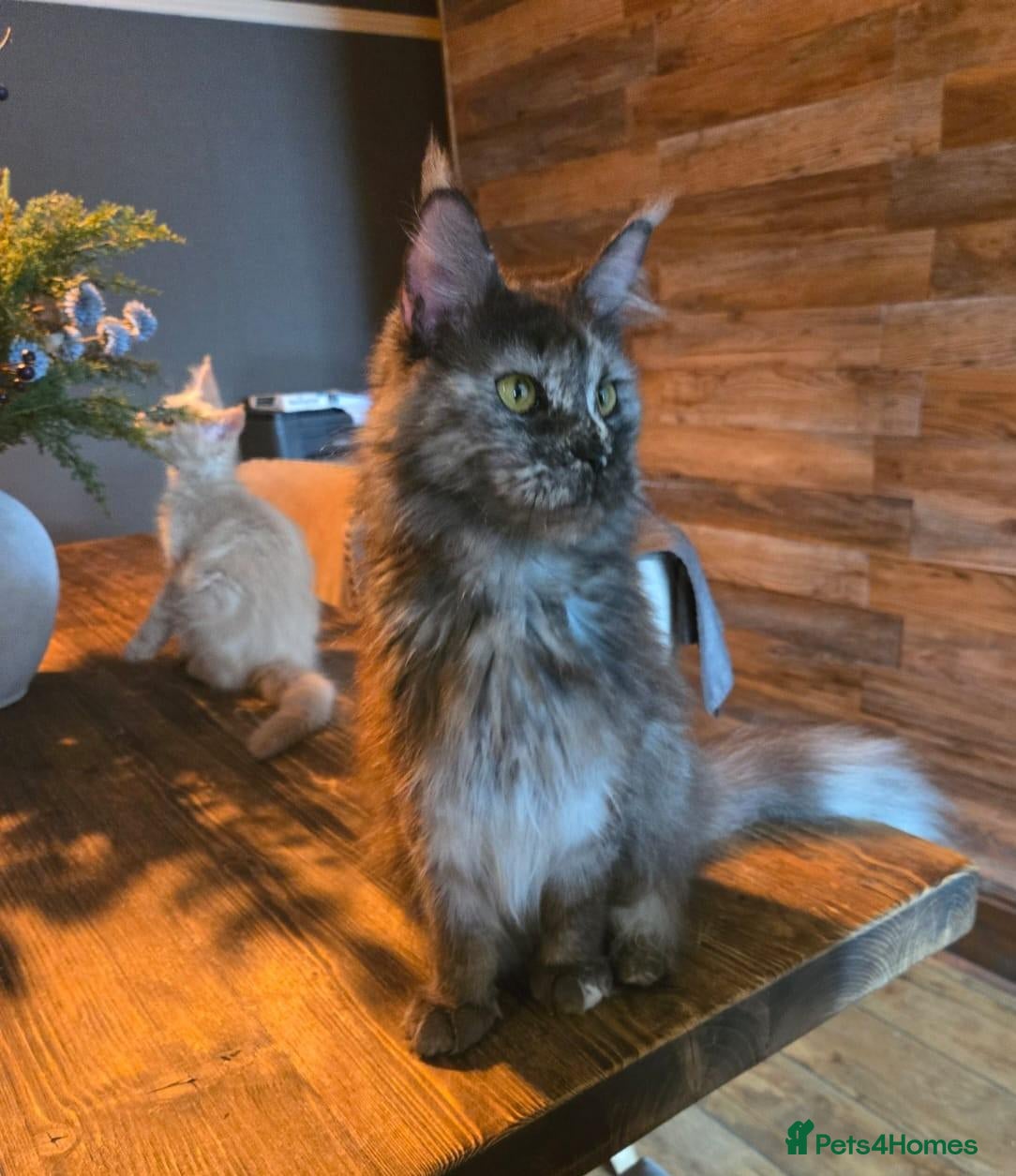 Maine Coon cats 3 Males available 1 Blue 1 Cream 1 Cream smoke  - Advert 2