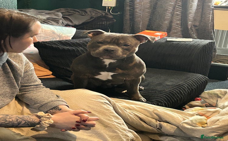 Staffordshire Bull Terrier dogs - Advert 1