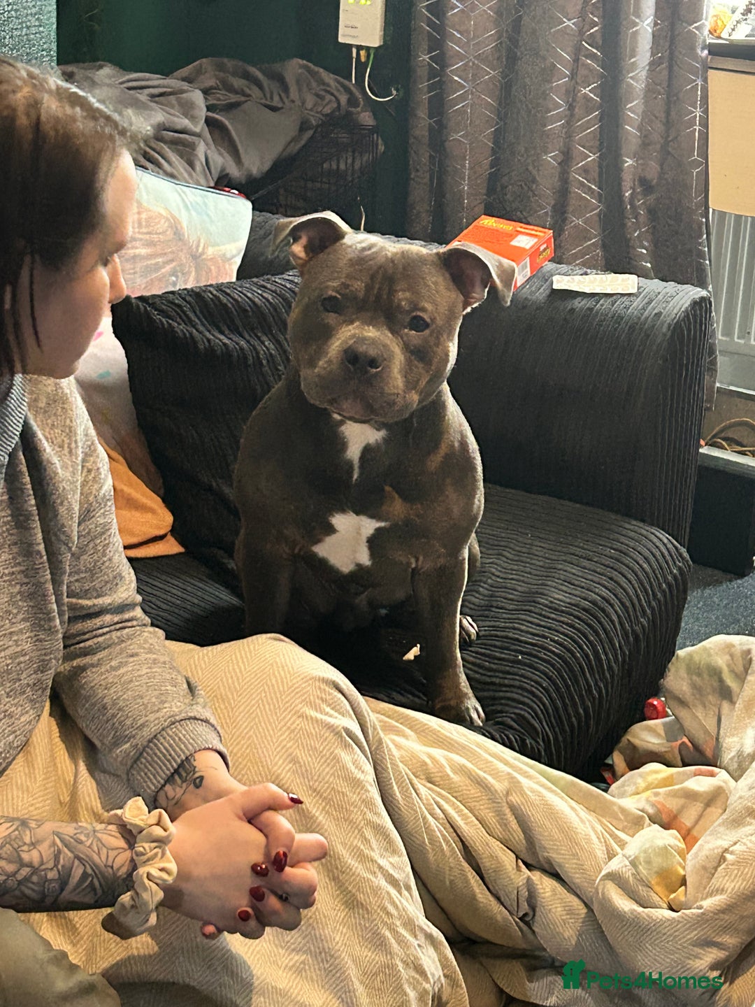 Staffordshire Bull Terrier dogs for stud: Loki | EXCEPTIONAL Blue Staffordshire Bull Terriet - Image 1