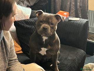 Staffordshire Bull Terrier dogs - Advert 1