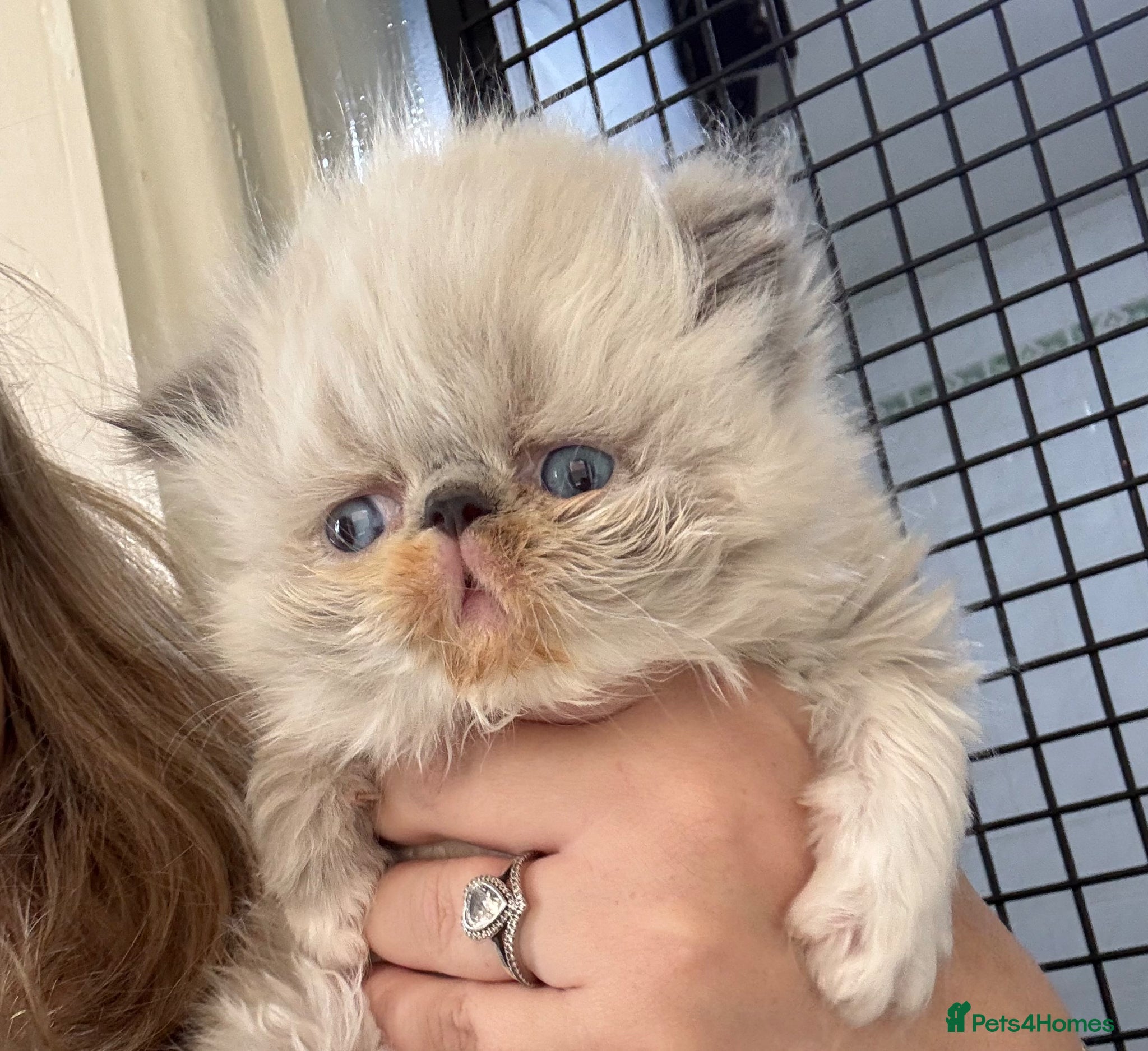 Persian cats TICA registered bicolour point Persian kittens 💙 - Advert 16