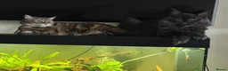 Maine Coon cats for sale: Maine Coon Cat - Advert 2
