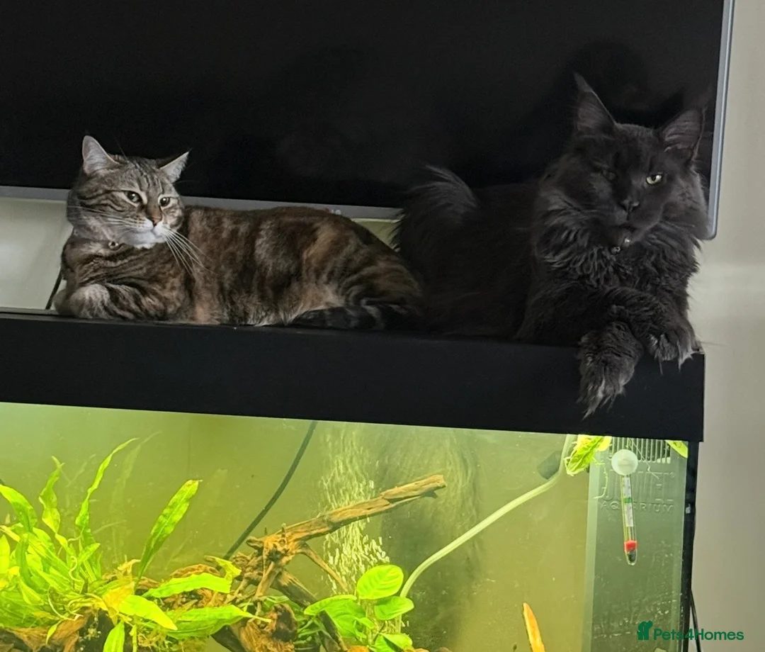 Maine Coon cats for sale: Maine Coon Cat - Advert 2