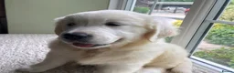 Golden Retriever dogs for sale: Lovely chunky cream puppies  - Advert 9