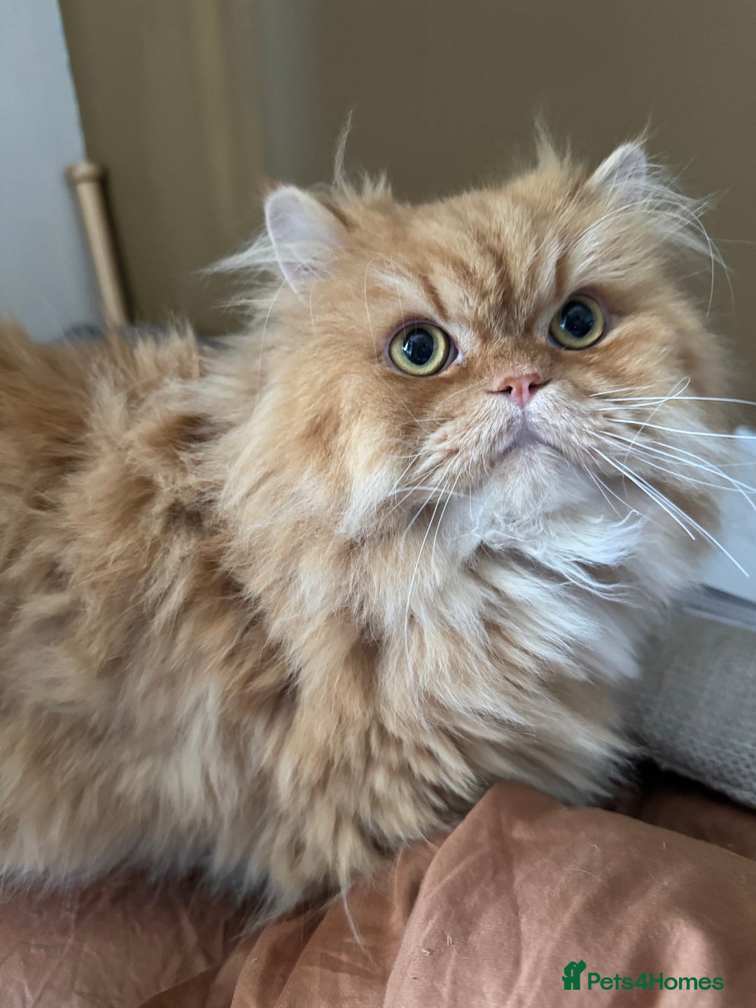 Persian cats for sale: Persian Litter of 4 for new loving home! - Advert 10