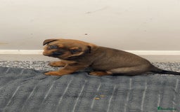 Mixed Breed dogs for sale: 4 beautiful puppies available  - Image 3