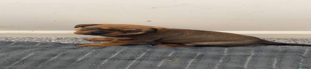 Male 1