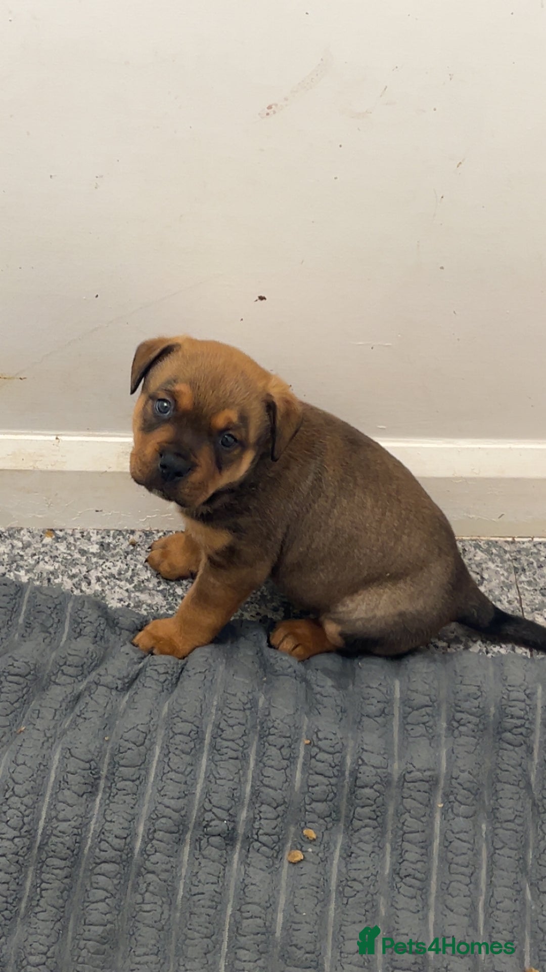 Mixed Breed dogs for sale: 4 beautiful puppies available  - Image 3