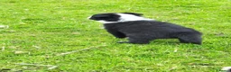 Border Collie dogs for sale: Specialist Bred Border Collie Pups Merle - Advert 10
