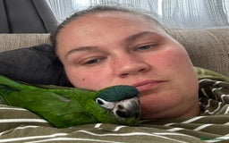 Macaws birds for sale: Female hahns macaw - Image 3