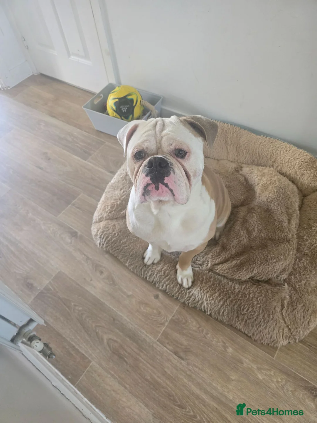 Olde English Bulldogge dogs for stud: Our Old English Bulldogge for Stud - Advert 1