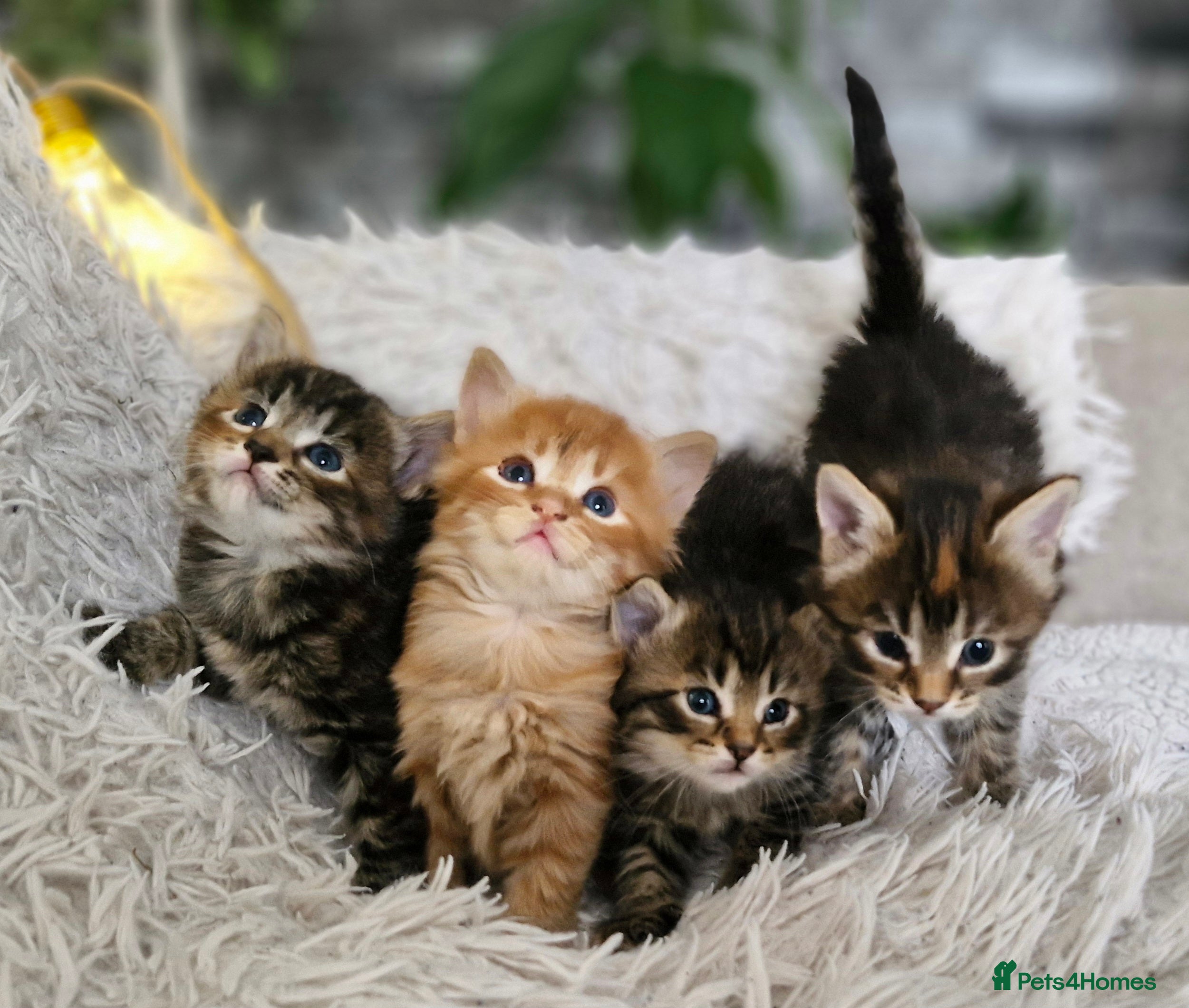Mixed Breed cats Kittens - Advert 2