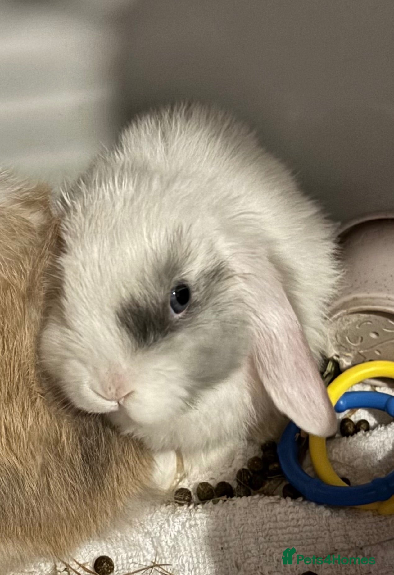 Mini Lop rabbits Male mini lops  - Advert 1