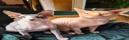 Sphynx cats for sale: Gorgeous sphynx kittens for sale - Advert 10
