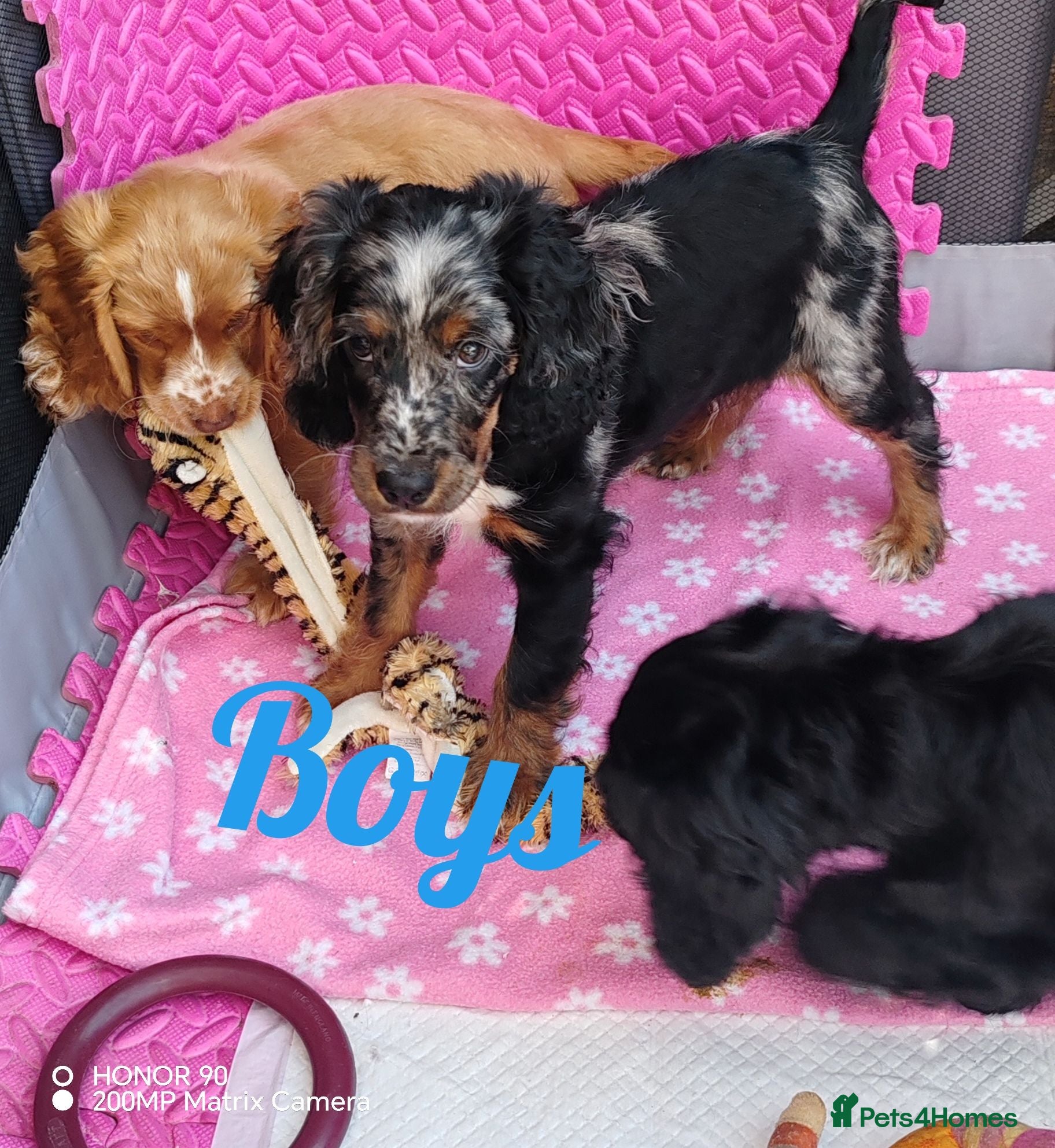 Cockapoo dogs cockapoo puppies F1 - Advert 1