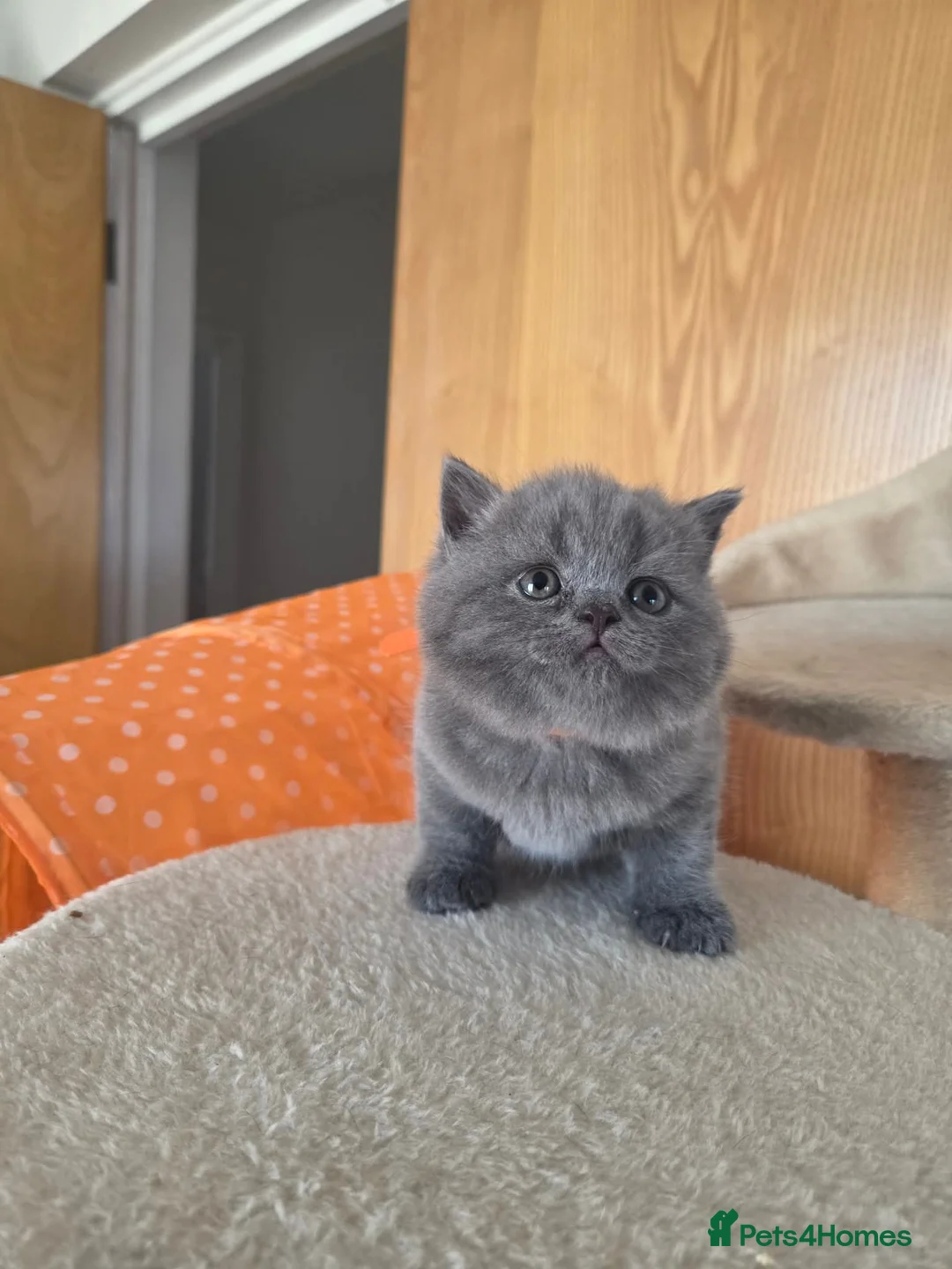 British Shorthair cats for sale: Beautiful British blue Shorthair  - Advert 2
