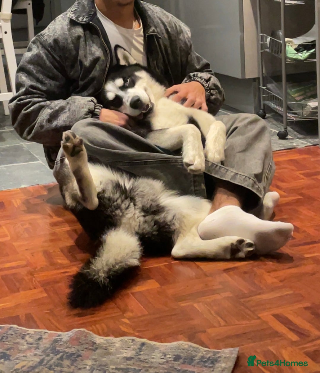 Siberian Husky dogs for sale: Loki husky  - Advert 1