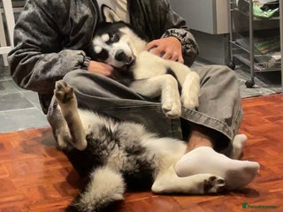 Siberian Husky dogs Loki husky - Advert 1