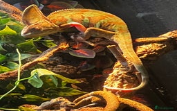 Chameleon reptiles for sale: Pied Veiled Chameleon - Image 4