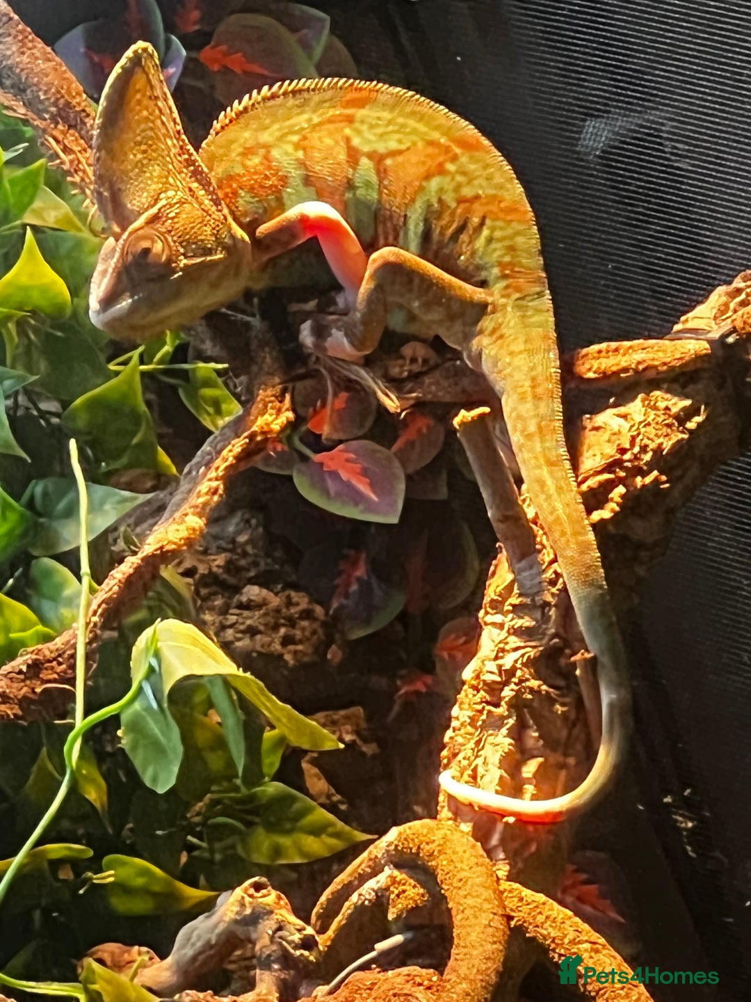 Chameleon reptiles for sale: Pied Veiled Chameleon - Image 4