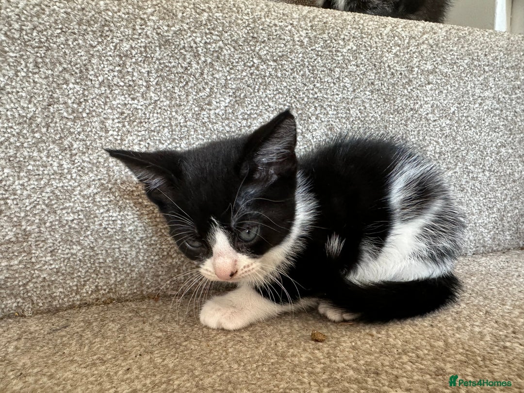Bengal cats for sale: Bengal cross kittens  in Woodstock - Image 4