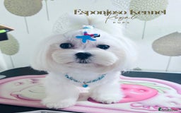 Maltese dogs for stud: ✨Exquisite DOLL KC Korean Maltese Stud DNA Clear ✨ - Image 13