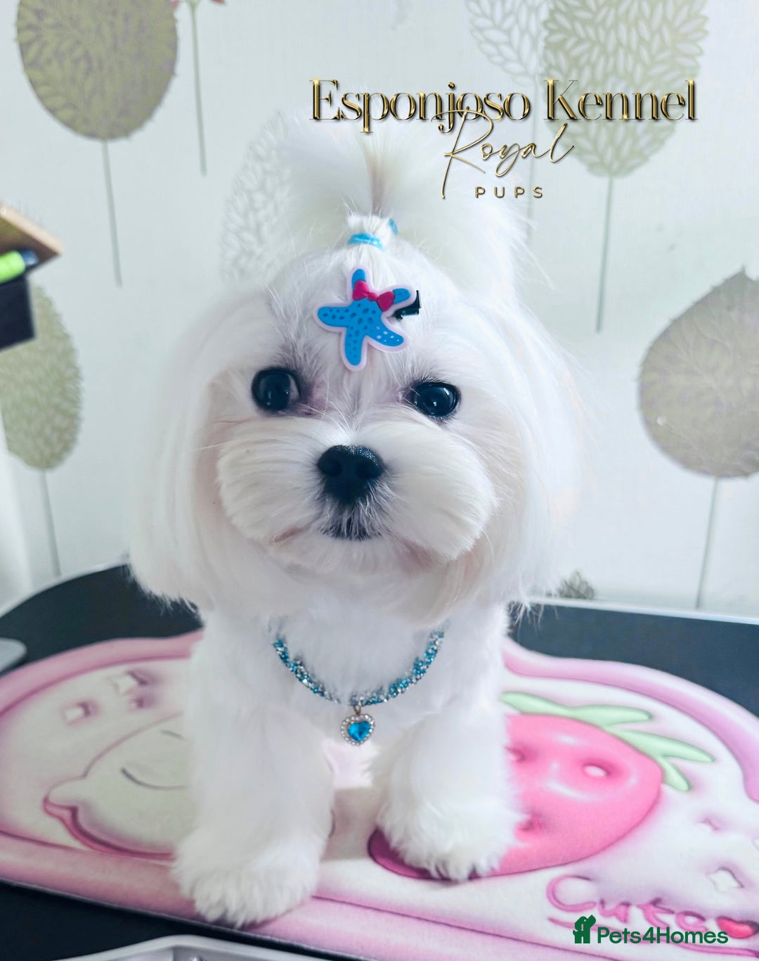 Maltese dogs for stud: ✨Exquisite DOLL KC Korean Maltese Stud DNA Clear ✨ - Image 13