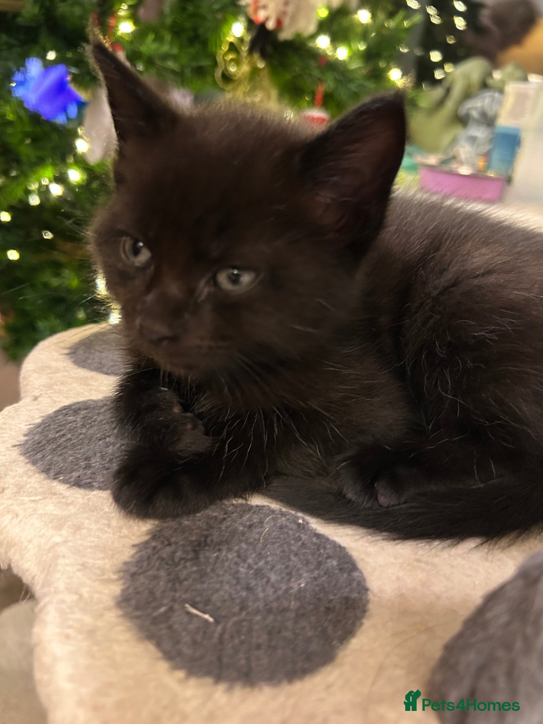 Maine Coon cats for sale: MAINE COON X’S, READY 29TH DECEMBER  - Advert 10