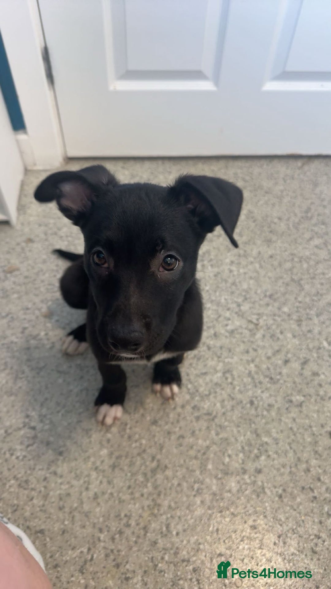 Mixed Breed dogs for sale: Dutch herder and blue American bull dog  - Advert 4