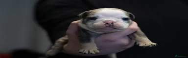 English Bulldog Puppy 7