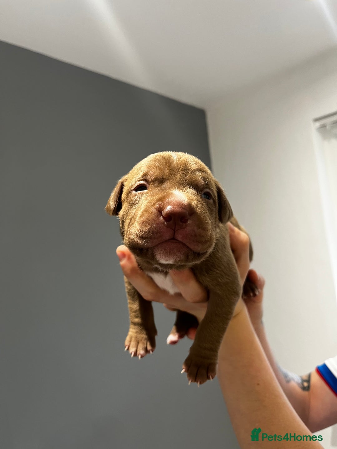 Mixed Breed dogs for sale: Staffy mix pups  - Image 13