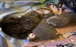 British Shorthair cats for sale: 6 Gorgeous British Shorthairs for sale  - Image 22