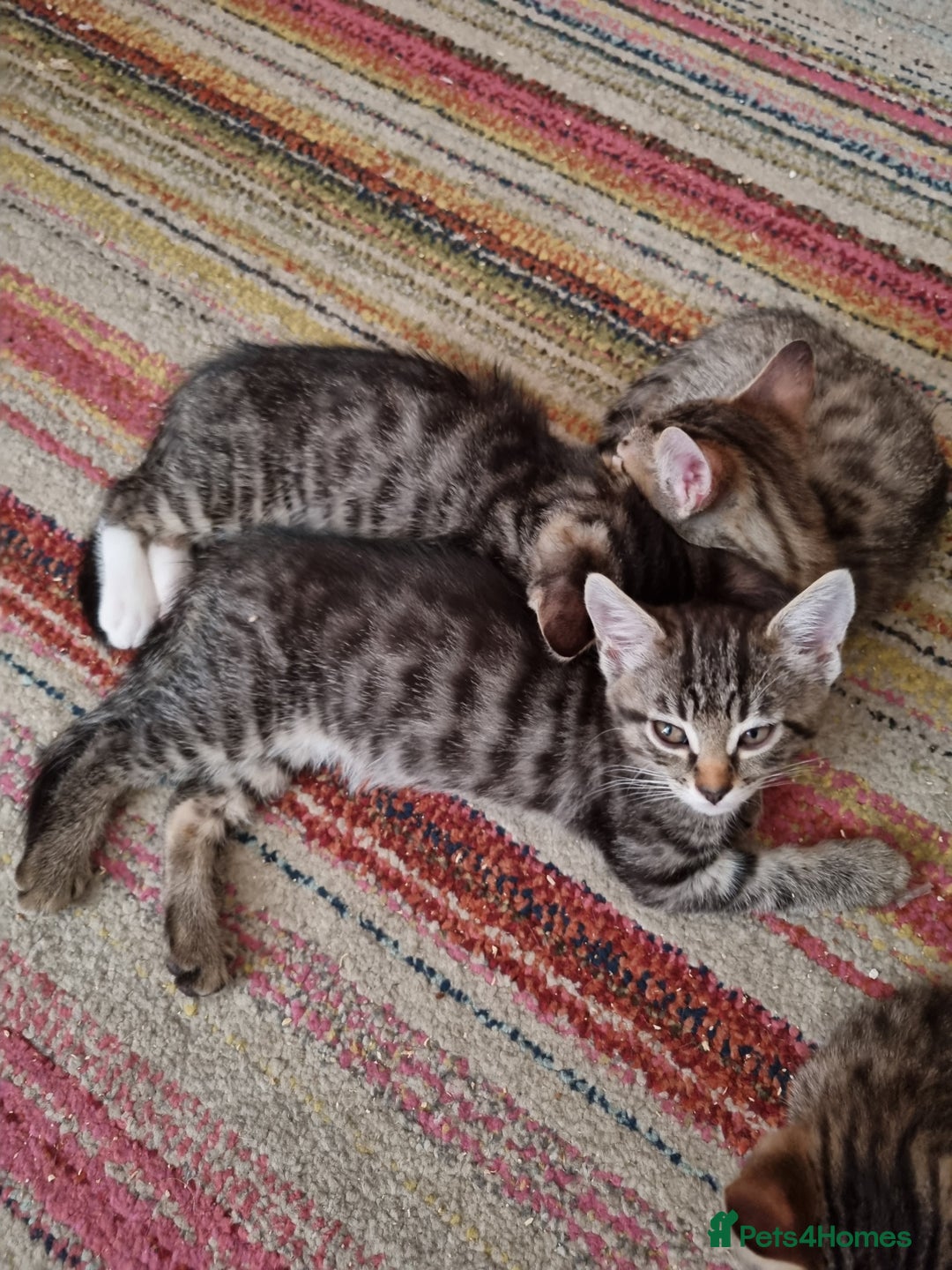 Mixed Breed cats for sale: Six beautiful short-haired tabby kittens. - Image 5