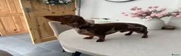 Miniature Dachshund dogs for stud: 🤎Romeo💛 STUD - Advert 2