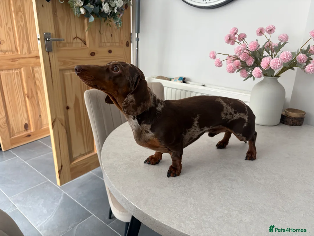 Miniature Dachshund dogs for stud: 🤎Romeo💛 STUD - Advert 2