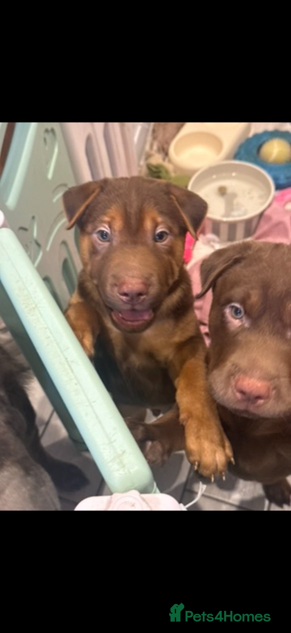 Mixed Breed dogs Sharpei pups x rhodesian ridgeback - Advert 1