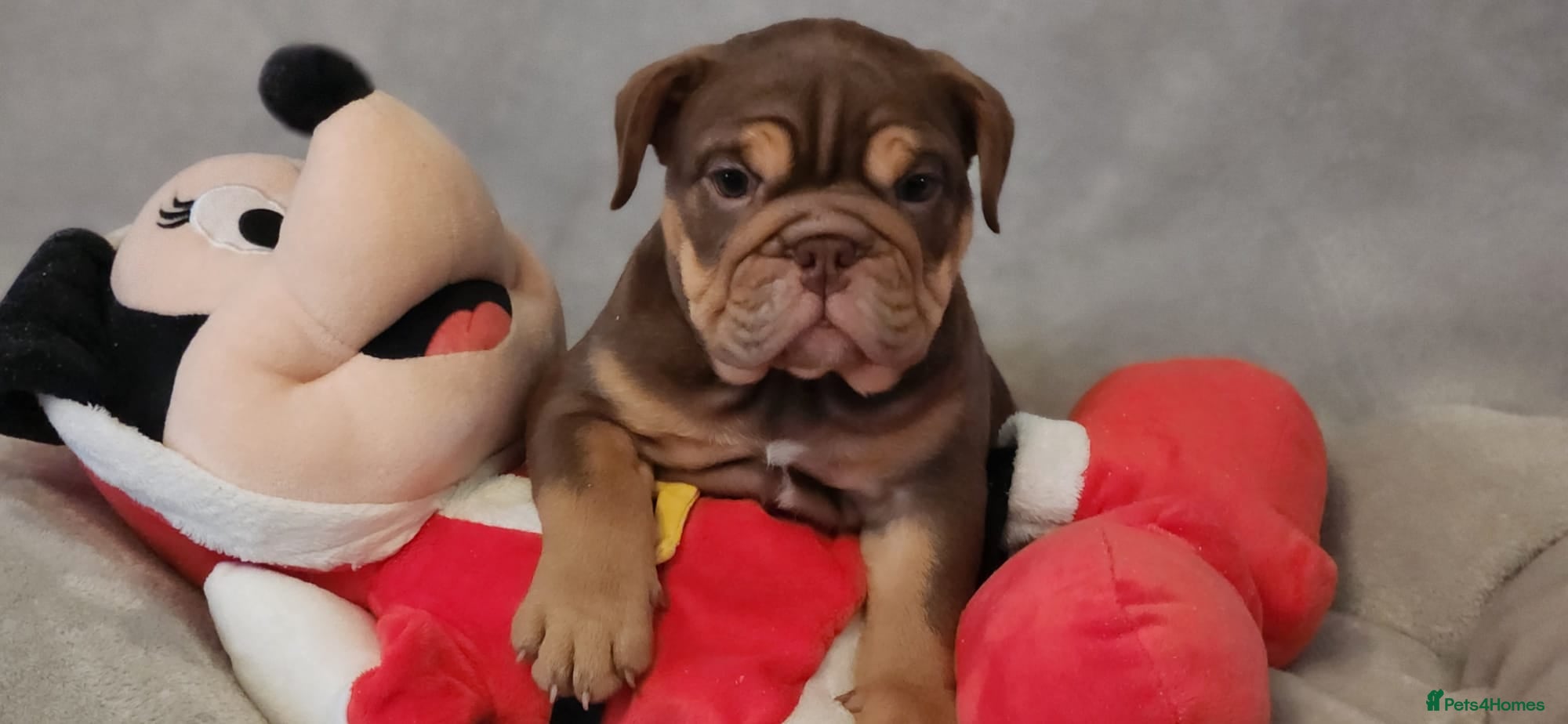 Mixed Breed dogs Beautiful Bulldogs of various colours - Advert 10