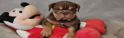 Mixed Breed dogs for sale: Beautiful Bulldogs of various colours in Deeside - Advert 6
