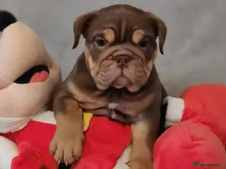 Mixed Breed dogs Beautiful Bulldogs of various colours - Advert 10