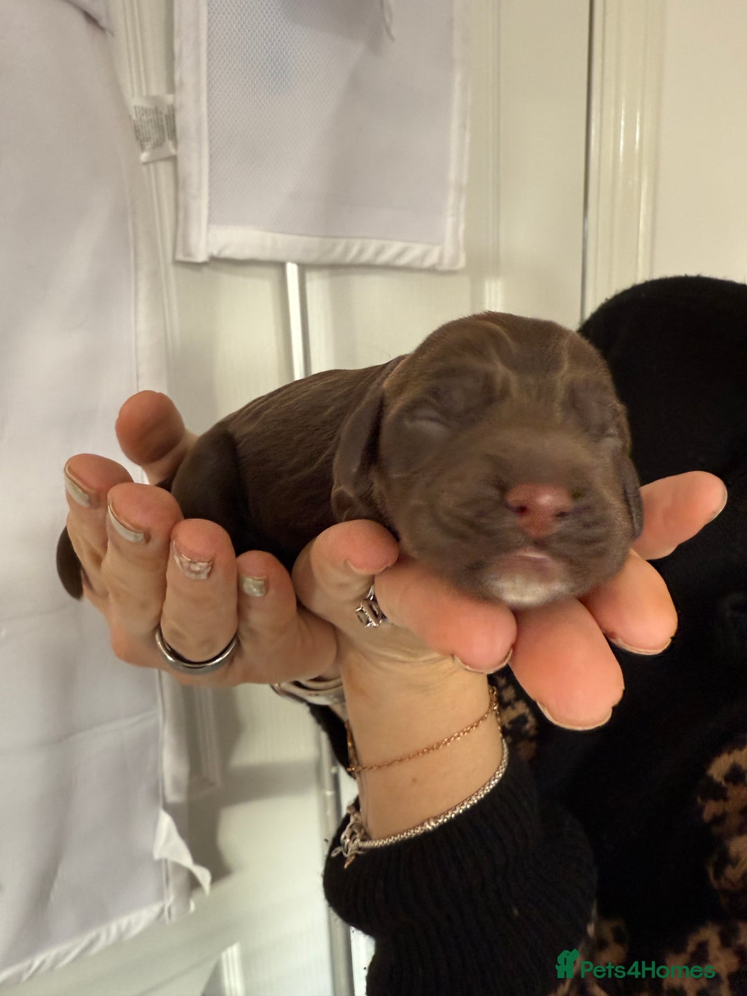 Cocker Spaniel dogs for sale: 6 beautiful Cocker Spaniel puppies.  - Advert 29