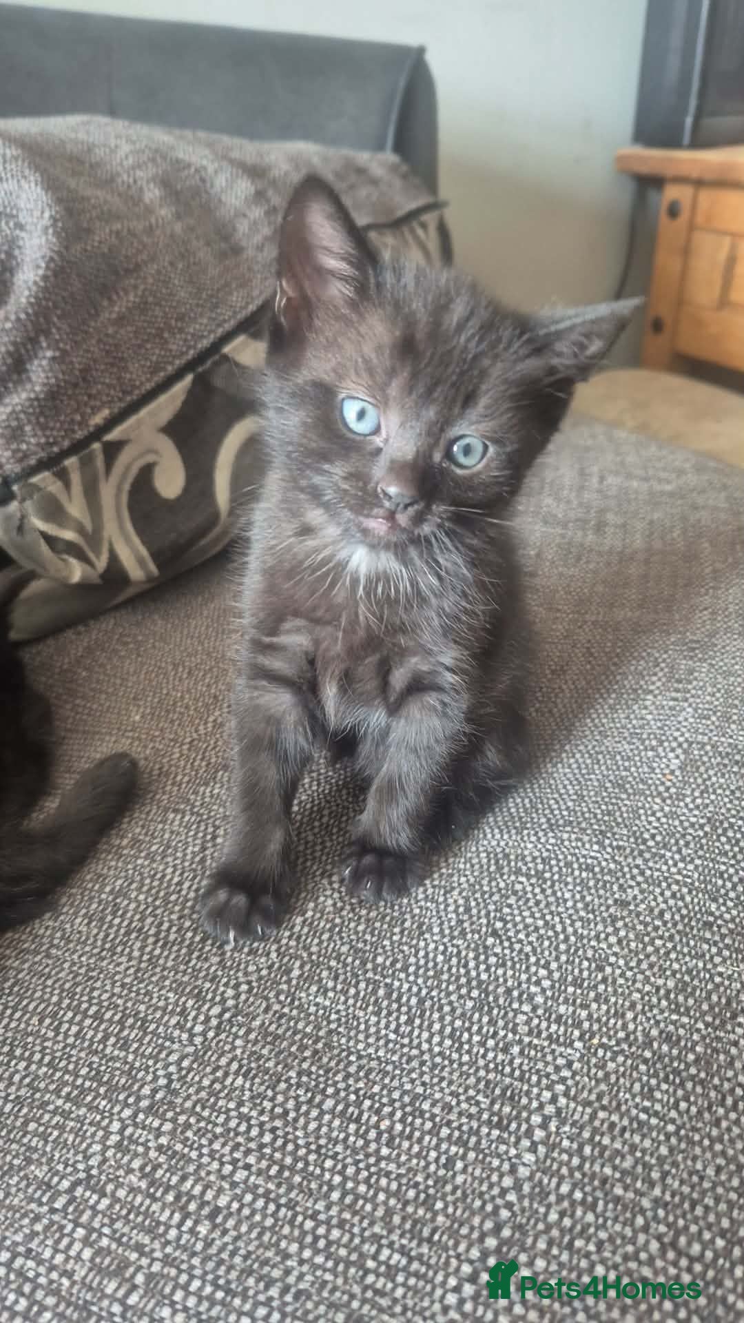 Domestic Shorthair cats Beautiful Black Tabby Kittens - Advert 1