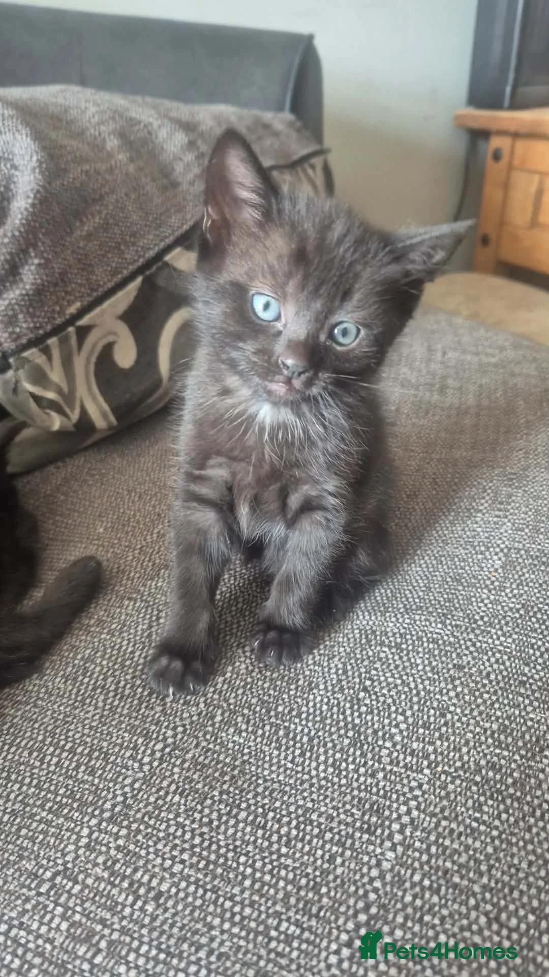Domestic Shorthair cats for sale: Beautiful Black Tabby Kittens - Advert 1