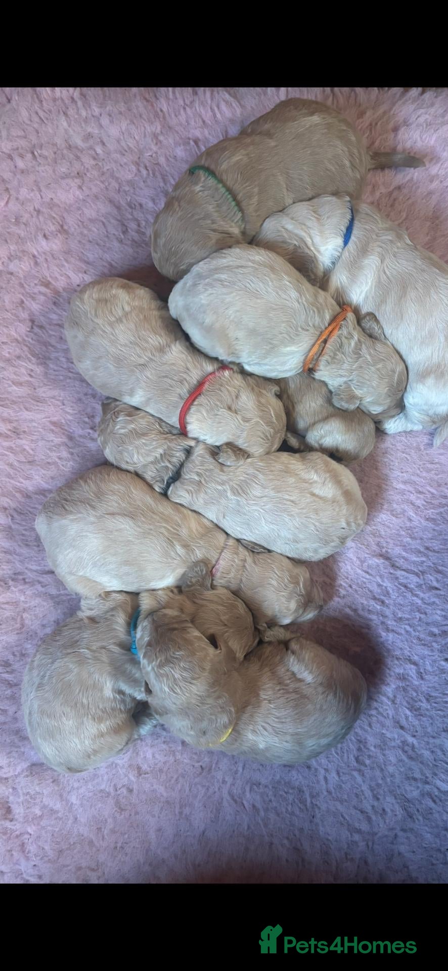 Mini Goldendoodle dogs Miniature Goldendoodle puppoes! - Advert 1