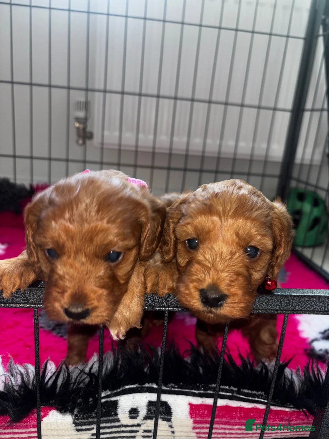 Cockapoo dogs for sale: For sale  - Advert 2