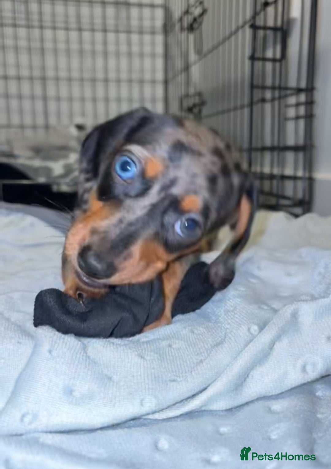 Dachshund dogs for sale: Dachund pup for sale  - Advert 2